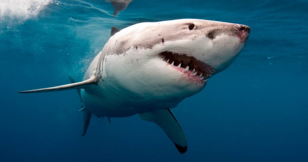 Las más interesantes características de los tiburones Mi